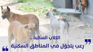 الكلاب السائبة رعب يتجوّل في المناطق السكنية