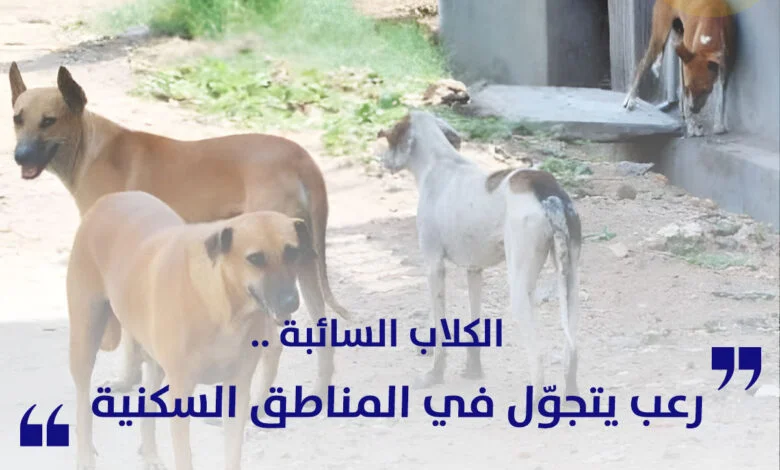 الكلاب السائبة رعب يتجوّل في المناطق السكنية